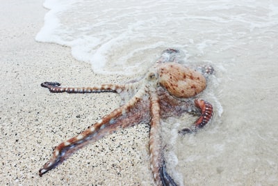海边的棕色章鱼
